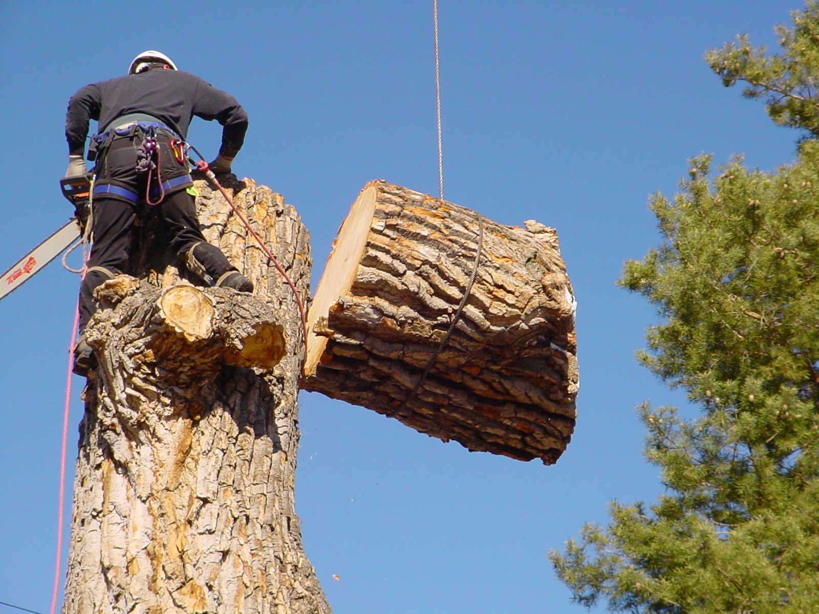 tree removal service